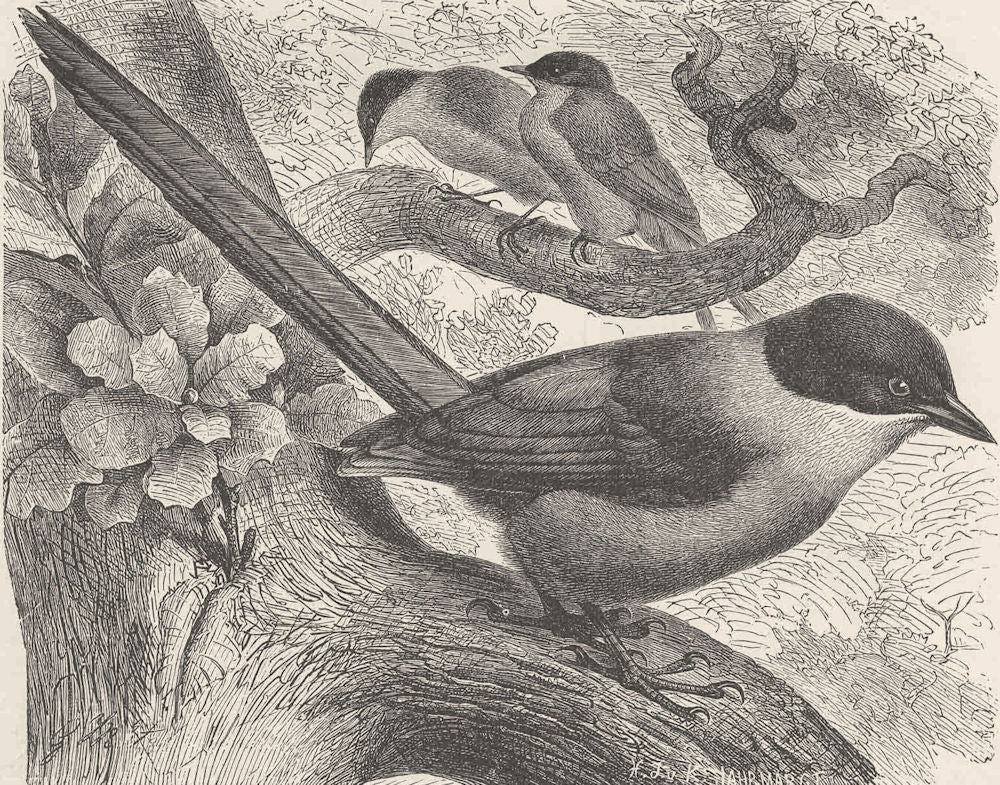 PERCHING BIRDS. Azure-winged magpie 1894 old antique vintage print picture